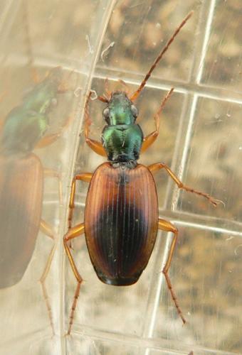 Anchomenus dorsalis