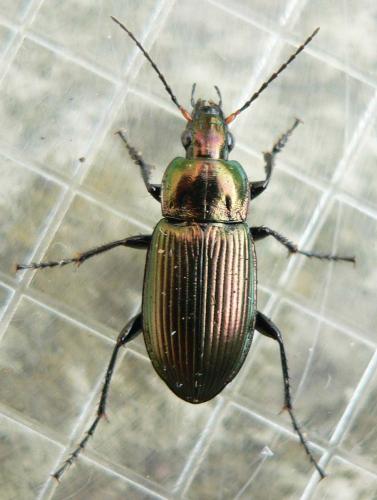 Réf. 31 082 : Poecilus cupreus