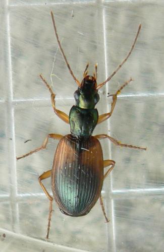 Anchomenus dorsalis