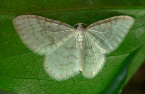 Réf. 31 150 : Asthena albulata