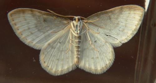 Réf. 31 151 : Asthena albulata