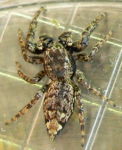 Marpissa muscosa