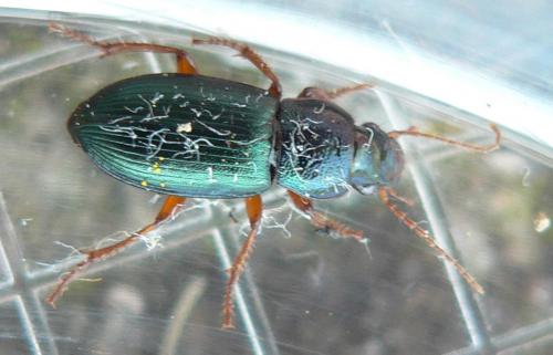 Réf. 31 466 : Ophonus azureus