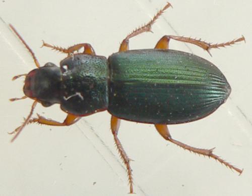 Réf. 31 522 : Ophonus azureus