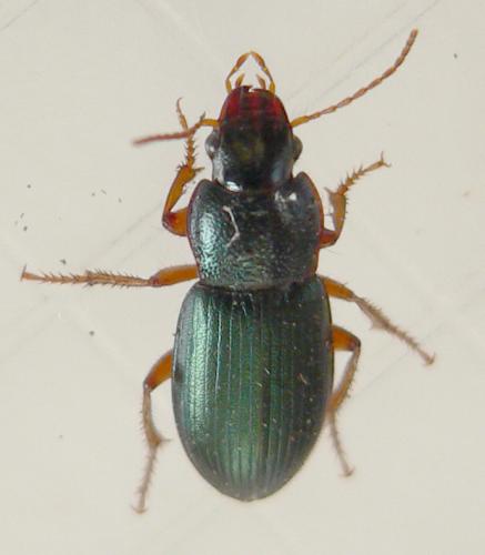 Réf. 31 467 : Ophonus azureus