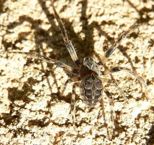 Larinioides sclopetarius