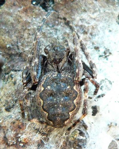 Réf. 31 773 : Nuctenea umbratica