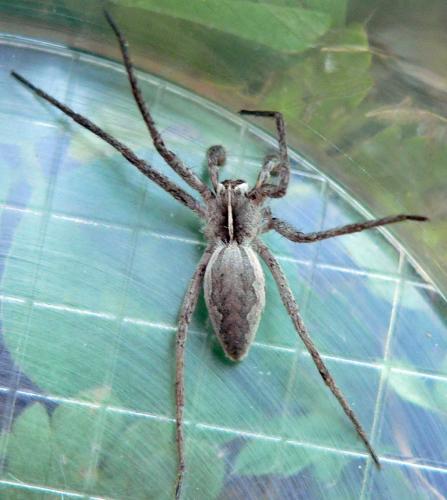 Pisaura mirabilis