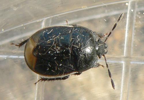 Réf. 31 932 : Legnotus limbosus