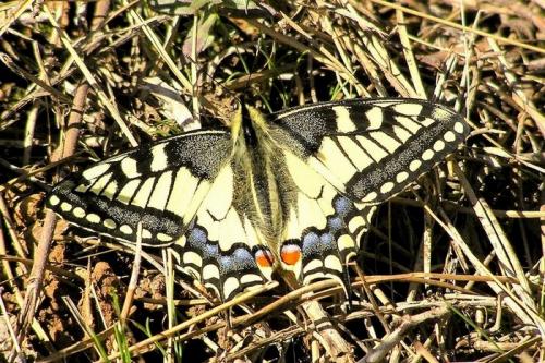 Papilio machaon
