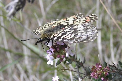 Zerynthia rumina