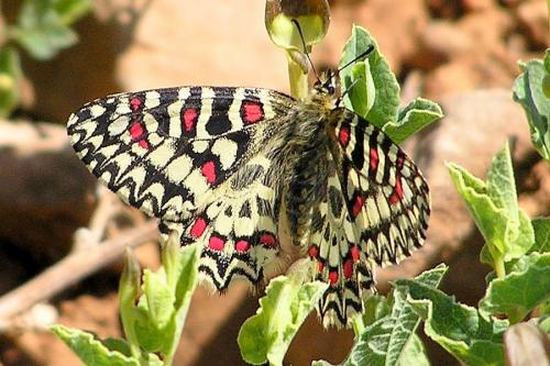 Zerynthia rumina