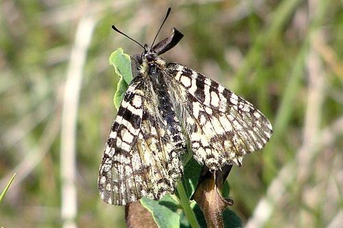 Zerynthia rumina