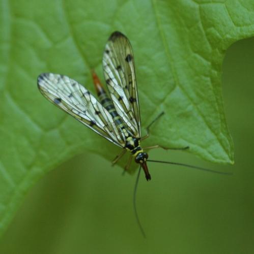 Panorpa germanica