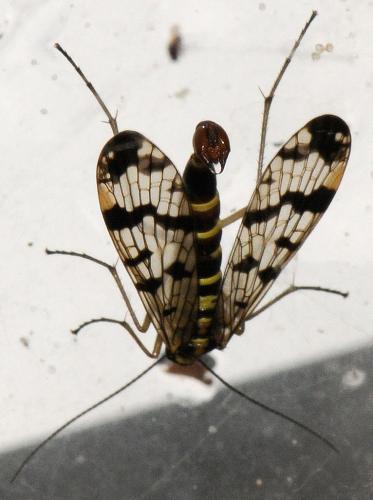 Panorpa vulgaris