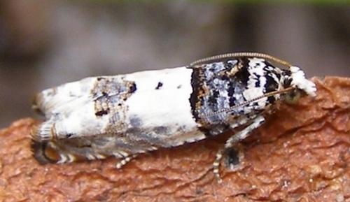 Réf. 31 186 : Epinotia thapsiana