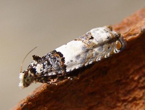 Réf. 31 187 : Epinotia thapsiana