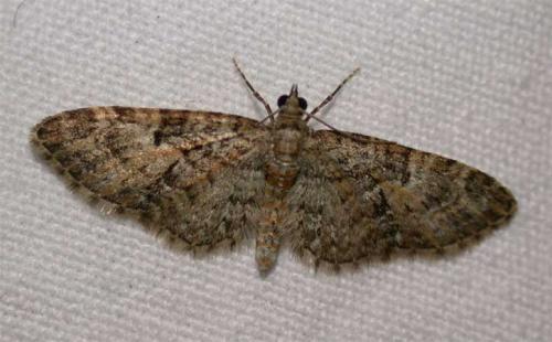 Réf. 31 025 : Eupithecia abbreviata