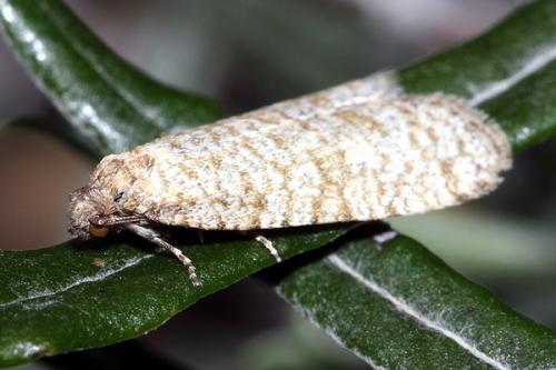 Réf. 31 372 : Isotrias stramentana