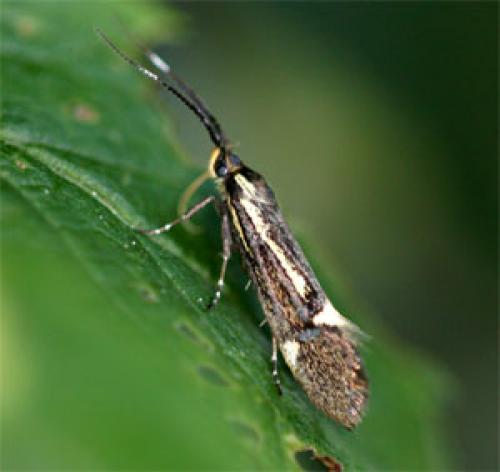 Esperia sulphurella