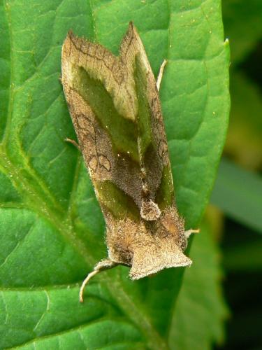 Réf. 31 581 : Diachrysia chrysitis