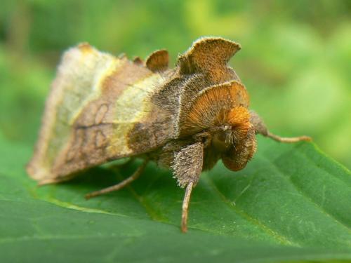 Réf. 31 580 : Diachrysia chrysitis