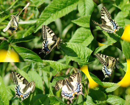Papilio machaon