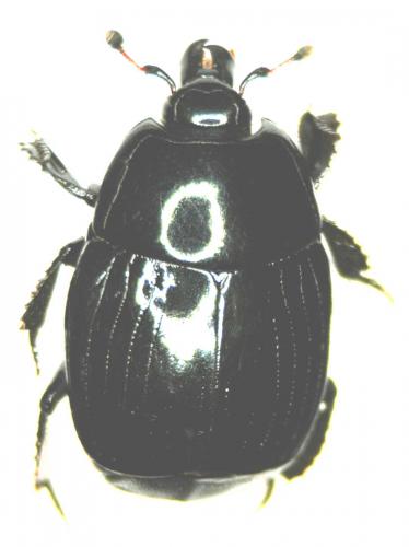 Margarinotus neglectus
