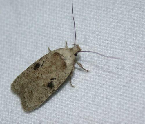 Réf. 31 024 : Agonopterix propinquella