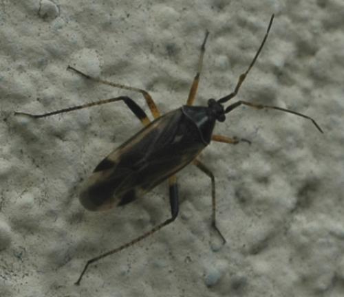 Réf. 31 637 : Harpocera thoracica