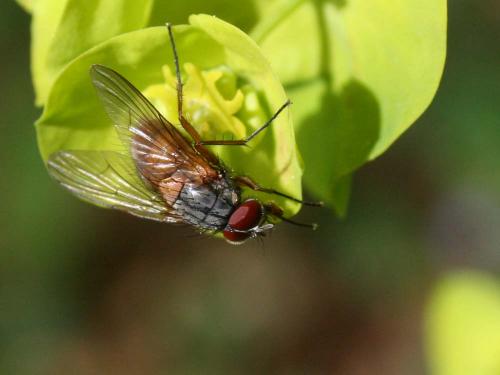Réf. 31 173 : Phaonia rufiventris