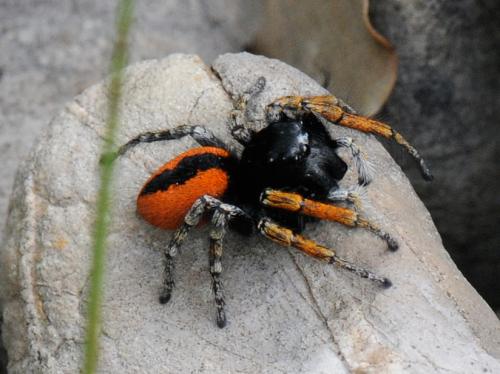 Philaeus chrysops