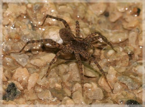 Pardosa hortensis