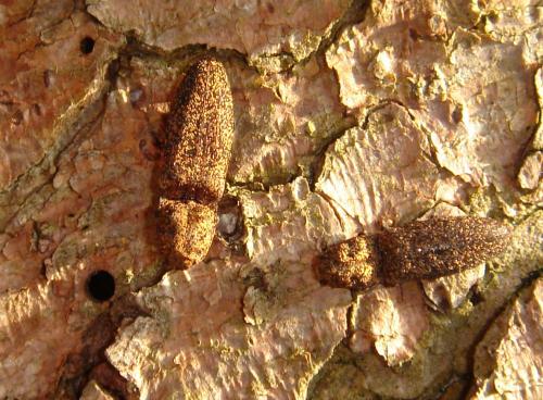 Réf. 31 434 : Lacon lepidopterus
