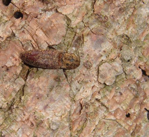 Réf. 31 125 : Lacon lepidopterus