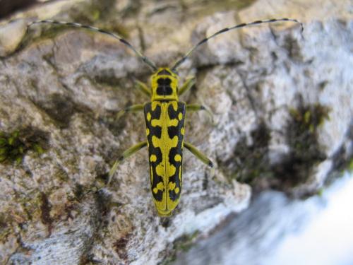 Réf. 31 197 : Saperda scalaris