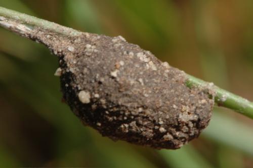 Réf. 31 668 : Agroeca sp.