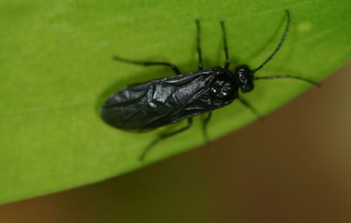 Phymatocera aterrima