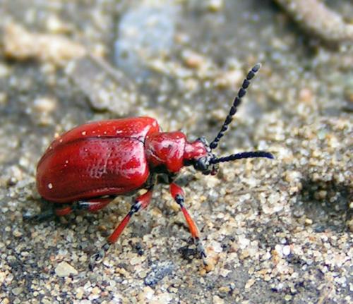 Réf. 31 153 : Lilioceris merdigera