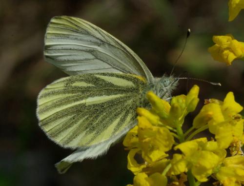 Réf. 31 012 : Pieris napi