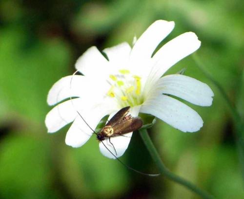 Cauchas rufimitrella