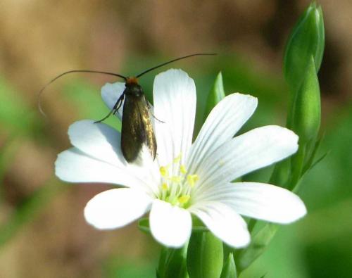 Cauchas rufimitrella