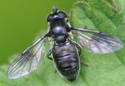 Pipiza sp.