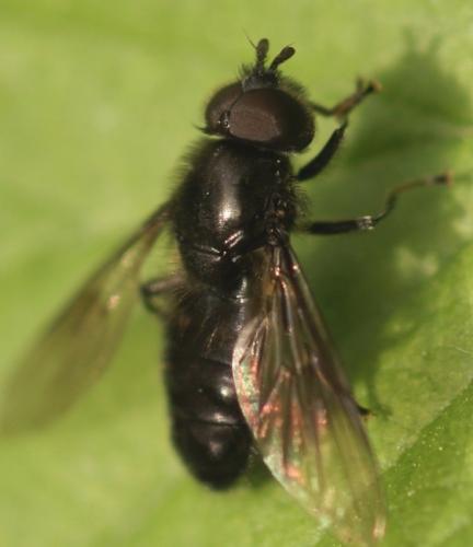 Pipiza sp.