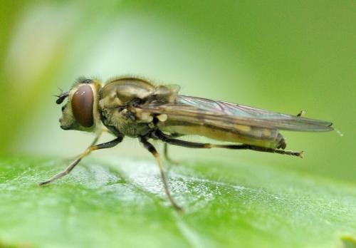 Réf. 31 479 : Platycheirus manicatus