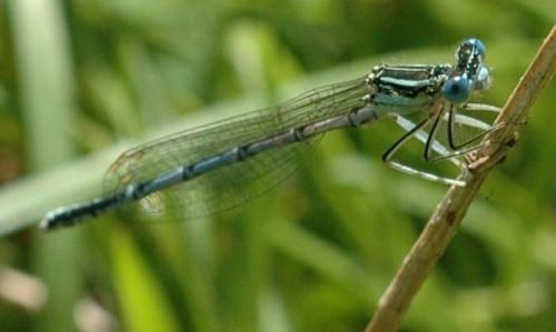 Platycnemis pennipes