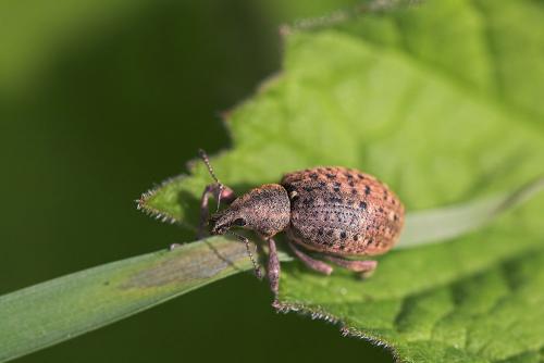 Liophloeus tessulatus