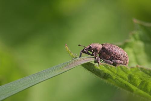 Liophloeus tessulatus