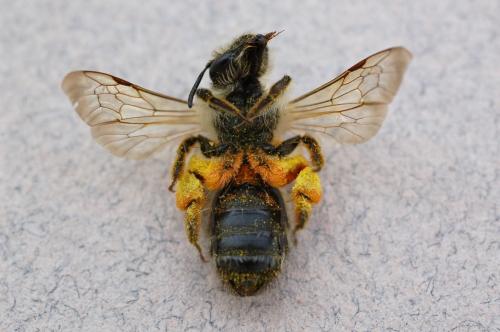 Andrena flavipes