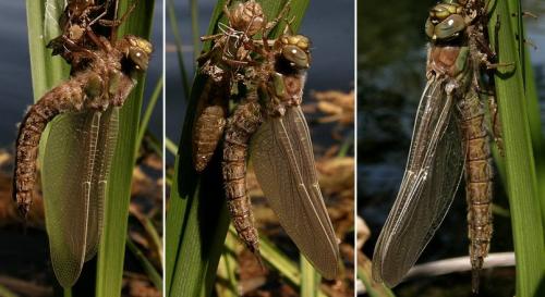 Réf. 31 677 : Brachytron pratense